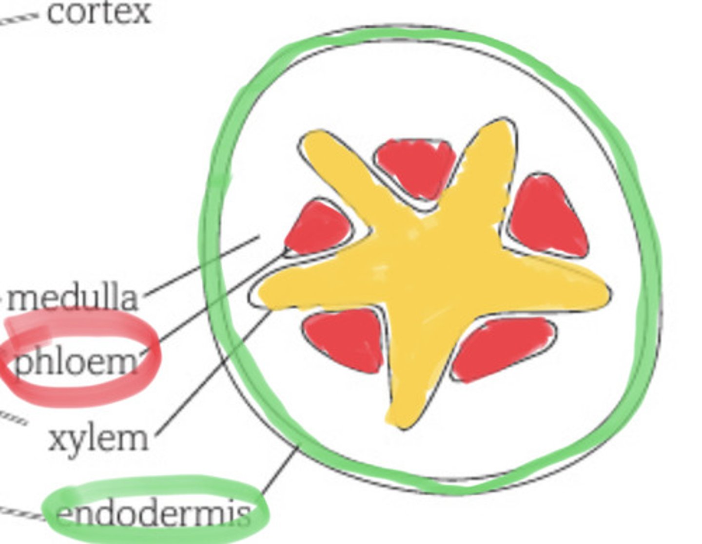 <p>Xylem vessels in the centre with phloem vessels around the xylem</p>