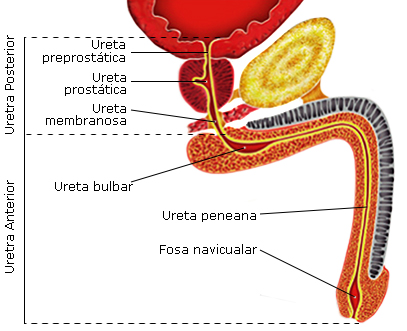 la ________ es un conducto compartido por el aparato reproductor y urinario, tiene varias porciones

\- prostatica

\- intermedia

\- esponjosa