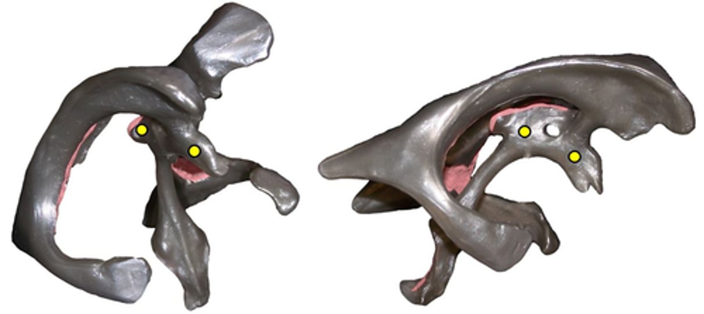 knowt flashcard image