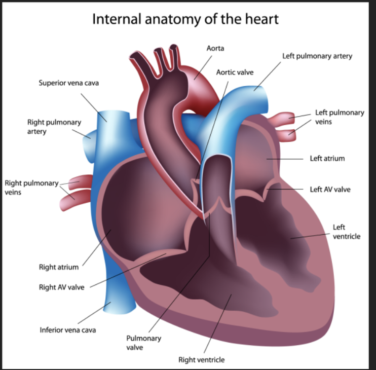 <p>enters right atrium</p>
