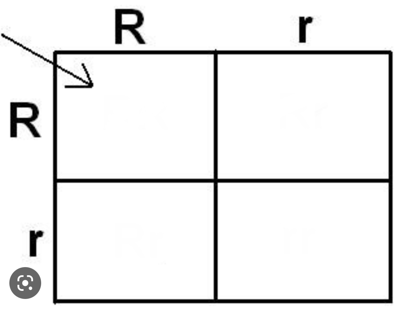 <p>complete this 2x2 punnet square and predict the phenotype and genotype probability</p>