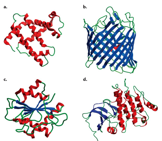 <ol><li><p>all alpha helices</p></li><li><p>all beta sheets</p></li><li><p>mixed alpha/beta</p></li><li><p>one region alpha + one region beta</p></li></ol><p></p>