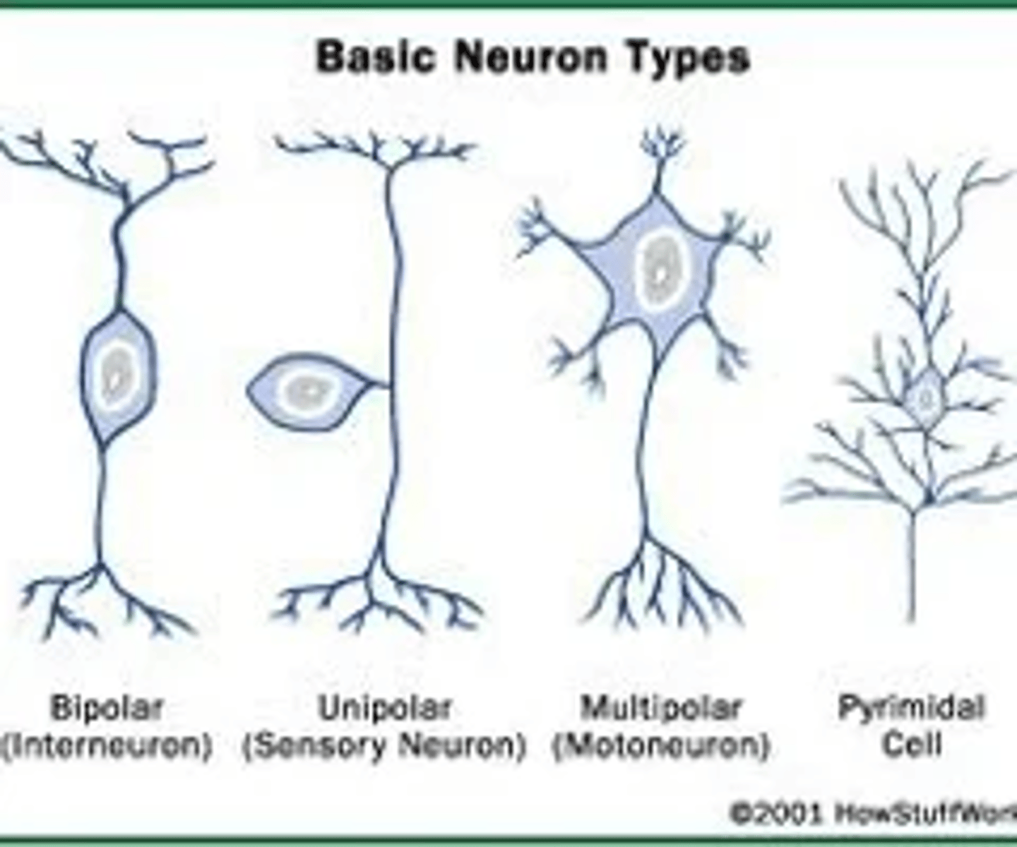 <p>bipolar</p><p>pseudonipolar</p><p>multipolar</p>