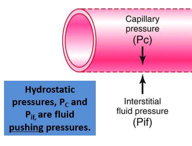 <p><span style="color: blue;"><strong><span>-Capillary pressure (P</span><sub><span>C</span></sub><span>)</span></strong></span></p><p><span style="color: blue;"><strong><span>-interstitial fluid pressure (P</span><sub><span>if</span></sub><span>) </span></strong></span></p>