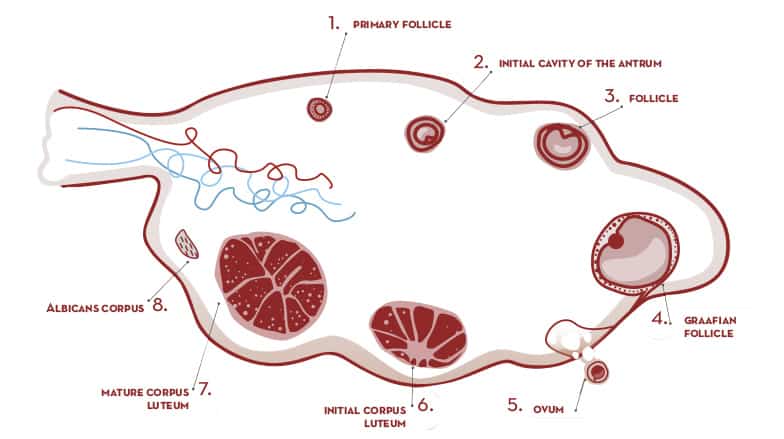 <p>corpus luteum</p>