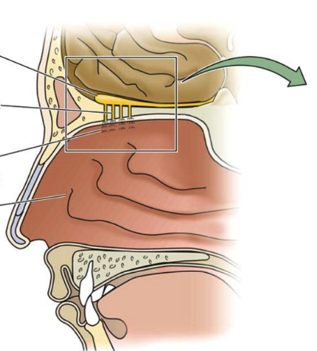 <p>The passageway through which air carrying odor molecules travels. The air interacts with the olfactory epithelium, allowing the olfactory receptor neurons to detect smells.</p>
