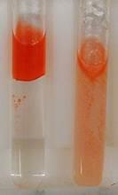 <p>Which biological molecules are identified by the reagent Sudan IV?</p>
