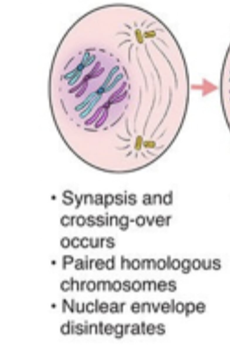 <p>The duplicated chromosomes and spindle fibers reappear in each new cell</p>