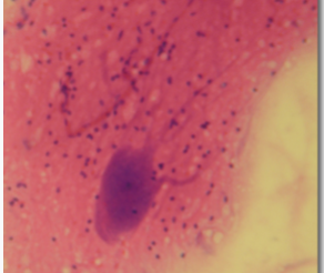 <p>brain, spinal cord, ganglia, peripheral nerves</p>