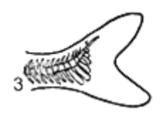 <p>What Caudal fin is this</p>