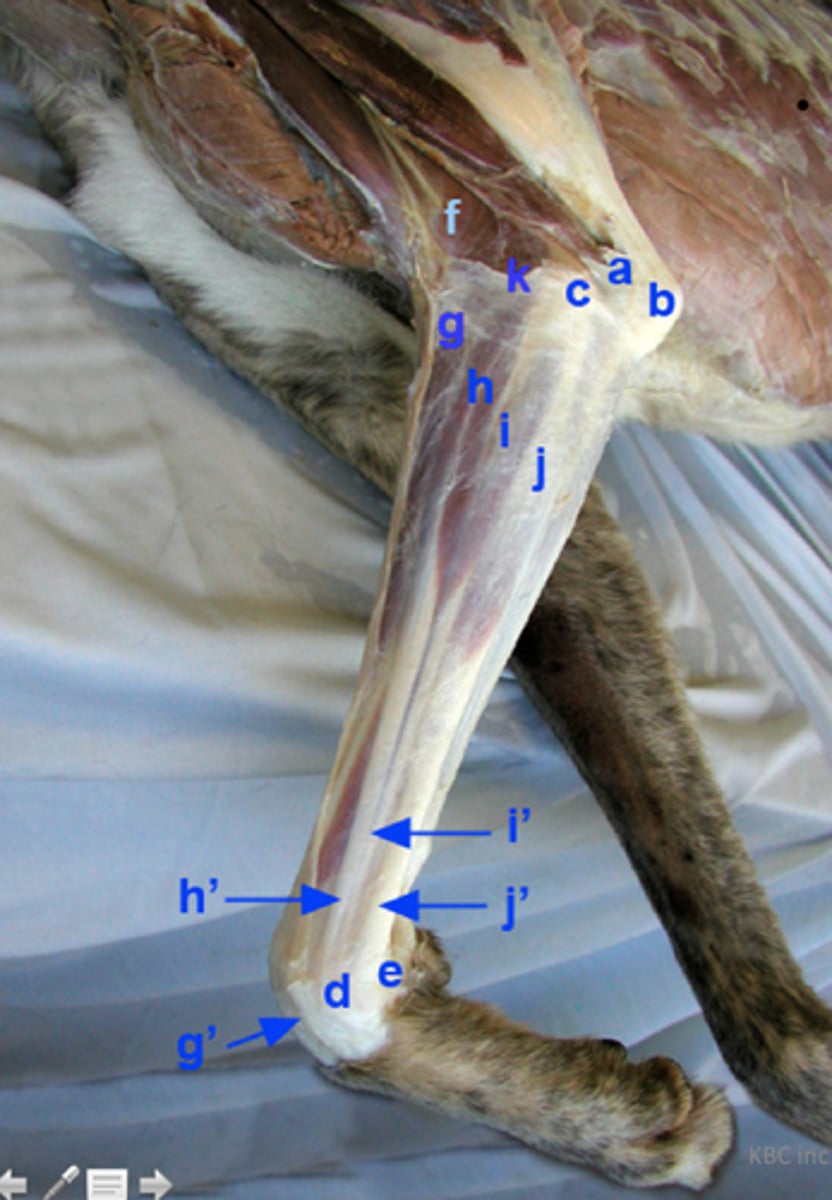 <p>-long muscle</p><p>-inserts- 3,4,5 digits and extends them</p>