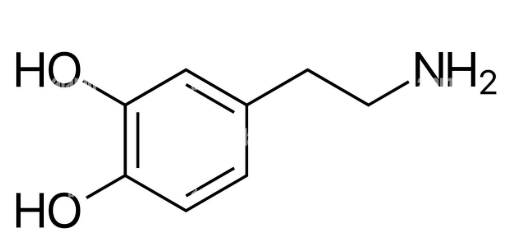 <p>- important in ANS and CNS activity</p><p>- first member of catecholamine NT class</p>