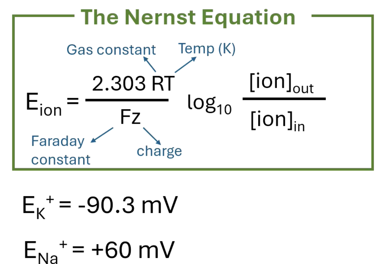 <p>Nernst equation </p>