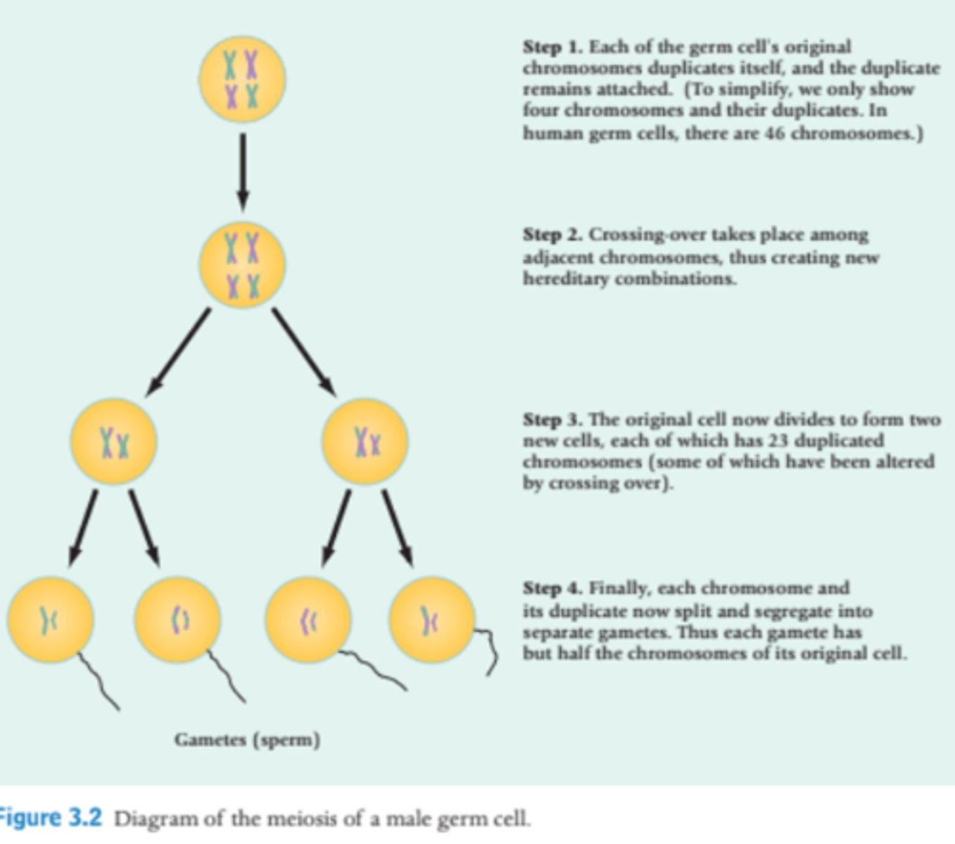 <p>1) each of the germ's cell's original</p><p>chromosomes duplicates itself, and the duplicate</p><p>remains attached</p><p>2) Crossing-over takes place among</p><p>adjacent chromosomes = new hereditary combinations</p><p>3) The original cell now divides to form two</p><p>new cells, each of which has 23 duplicated</p><p>chromosomes (some of which have been altered</p><p>by crossing over).</p><p>4) each chromosome and</p><p>its duplicate now split and segregate into</p><p>separate gametes (each gamete has</p><p>but half the chromosomes of its original cell)</p>