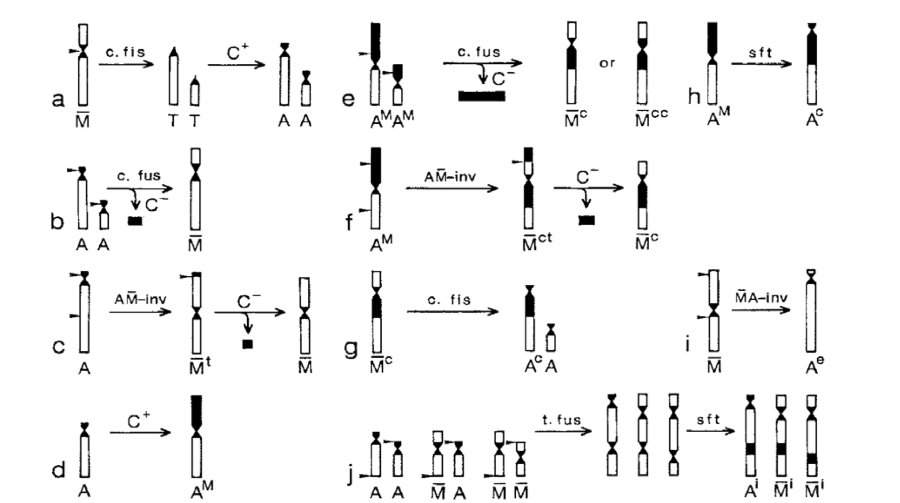 <ul><li><p>Primitive ants</p></li><li><p>2n = 2-32</p></li><li><p>Model for chromosome set evolution</p></li></ul><p></p>