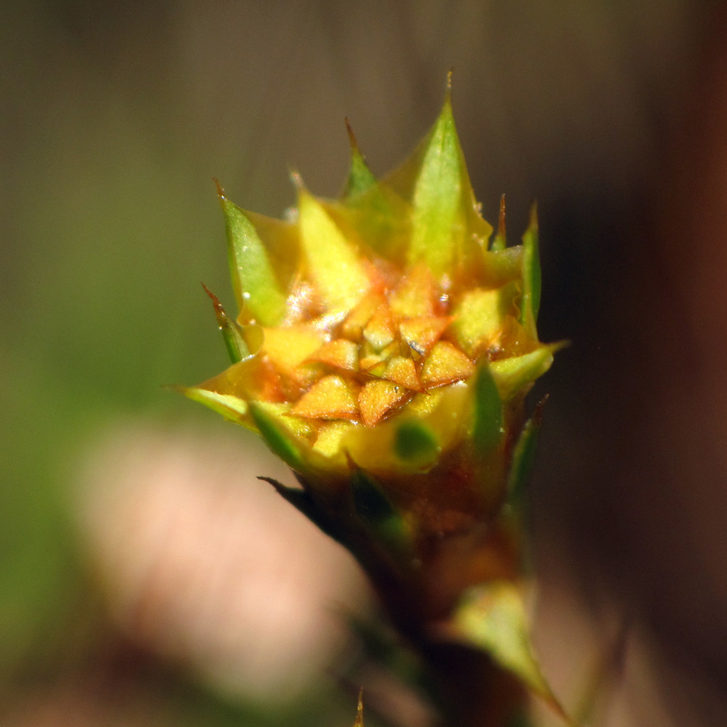 <p><span>Moss Antheridial Head - Bryophyta</span></p>