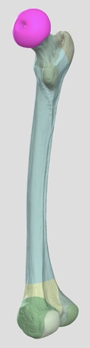 <p>caput ossis femoris</p>