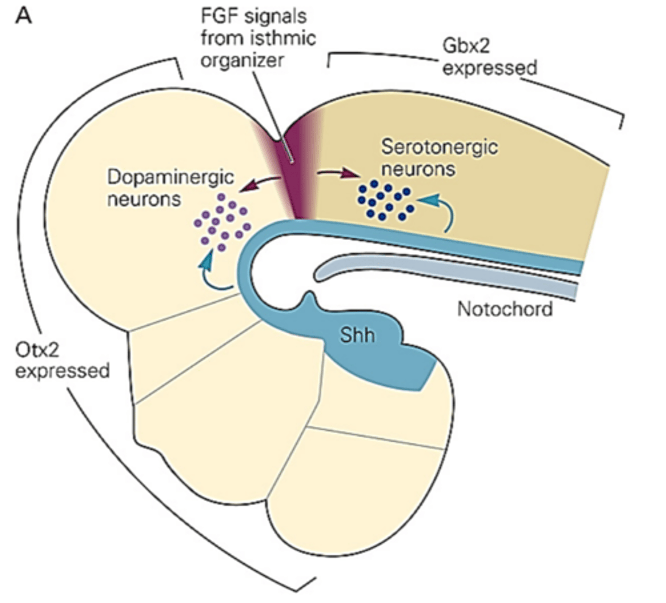 <p>In response to the gradient of Wnt rostral-caudally, Otx2 is expressed anteriorly and Gbx2 is expressed posteriorly. This affects the individual patterning of the midbrain and forebrain. The intersection of these two transcriptional factor domains marks the midbrain-hindbrain boundry, also known at the isthmic organizer.</p><p>The spread of FGF8 from the isthmic organizer into the midbrain domain marked by Otx2 expression induces differentiation of dopaminergic neurons, whereas its spread into the hindbrain domain marked by Gbx2 expression triggers the differentiation of serotonergic neurons. FGF acts in concert with Shh signals from the ventral midline to specify the identity of position of the previously mentioned neurons.</p>