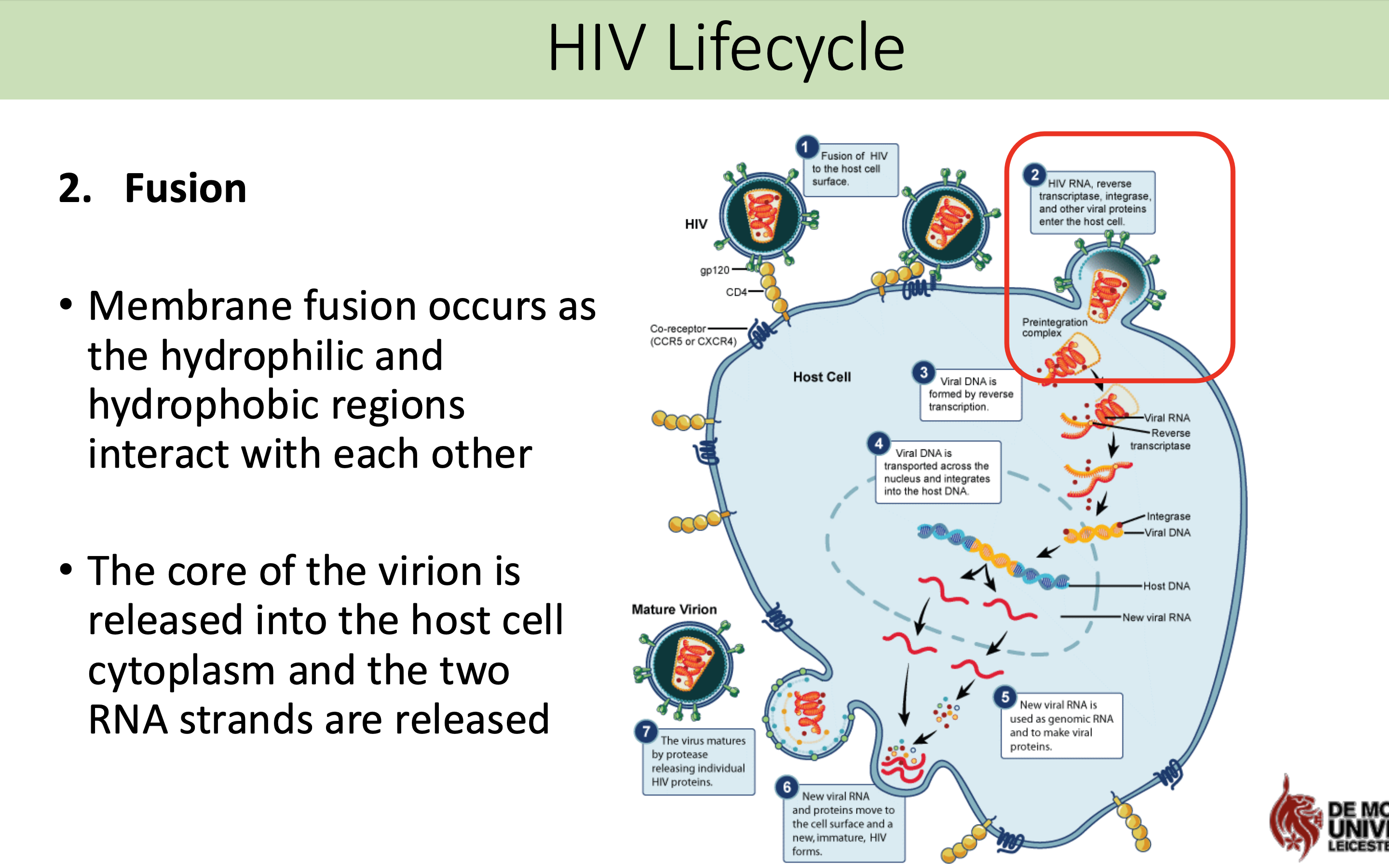 <p>Membrane fusion occurs as the hydrophilic and <span>hydrophobic regions </span>interact with each other</p><p>The core of the virion is <span>released into the host cell cytoplasm and the two </span>RNA strands are released </p>