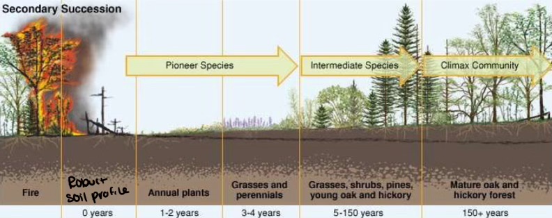 <p>Secondary Succession</p>