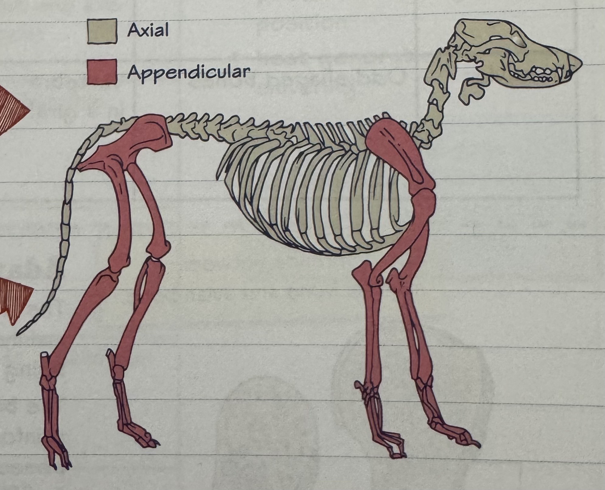 knowt flashcard image