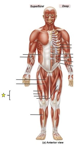 <p>identify the muscle group</p>
