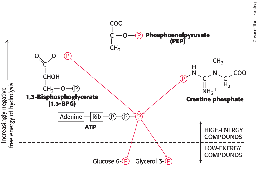<p>Can be used to make ATP from ADP </p>