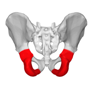 <p>posterior and inferior portion of the hip bone</p>