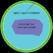 <p>metabolizujú lipidy</p>