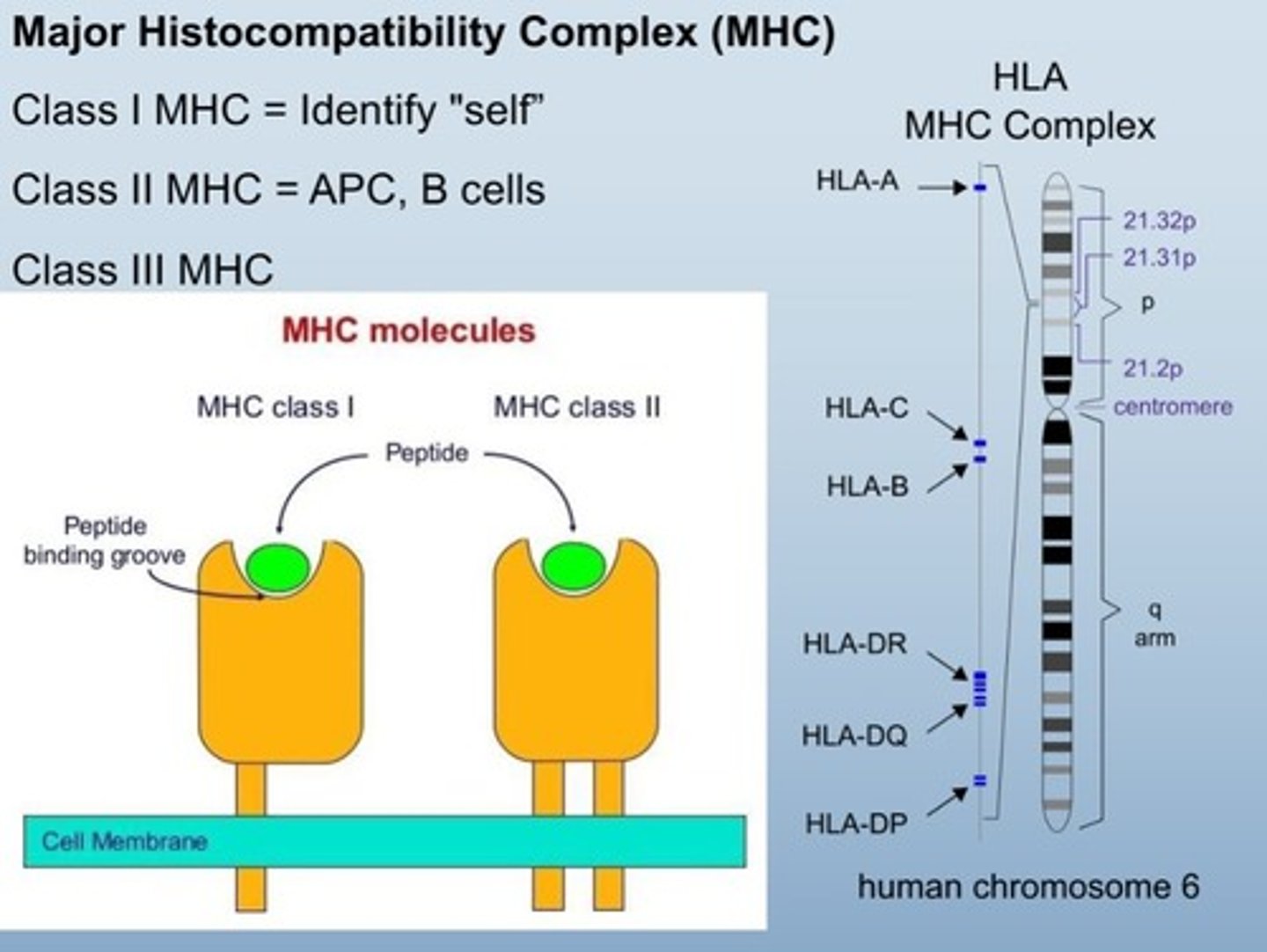 <p>Human leukocyte antigen, identifies healthy cells.</p><ul><li><p>black dot = infection/compromise </p></li></ul><p></p>