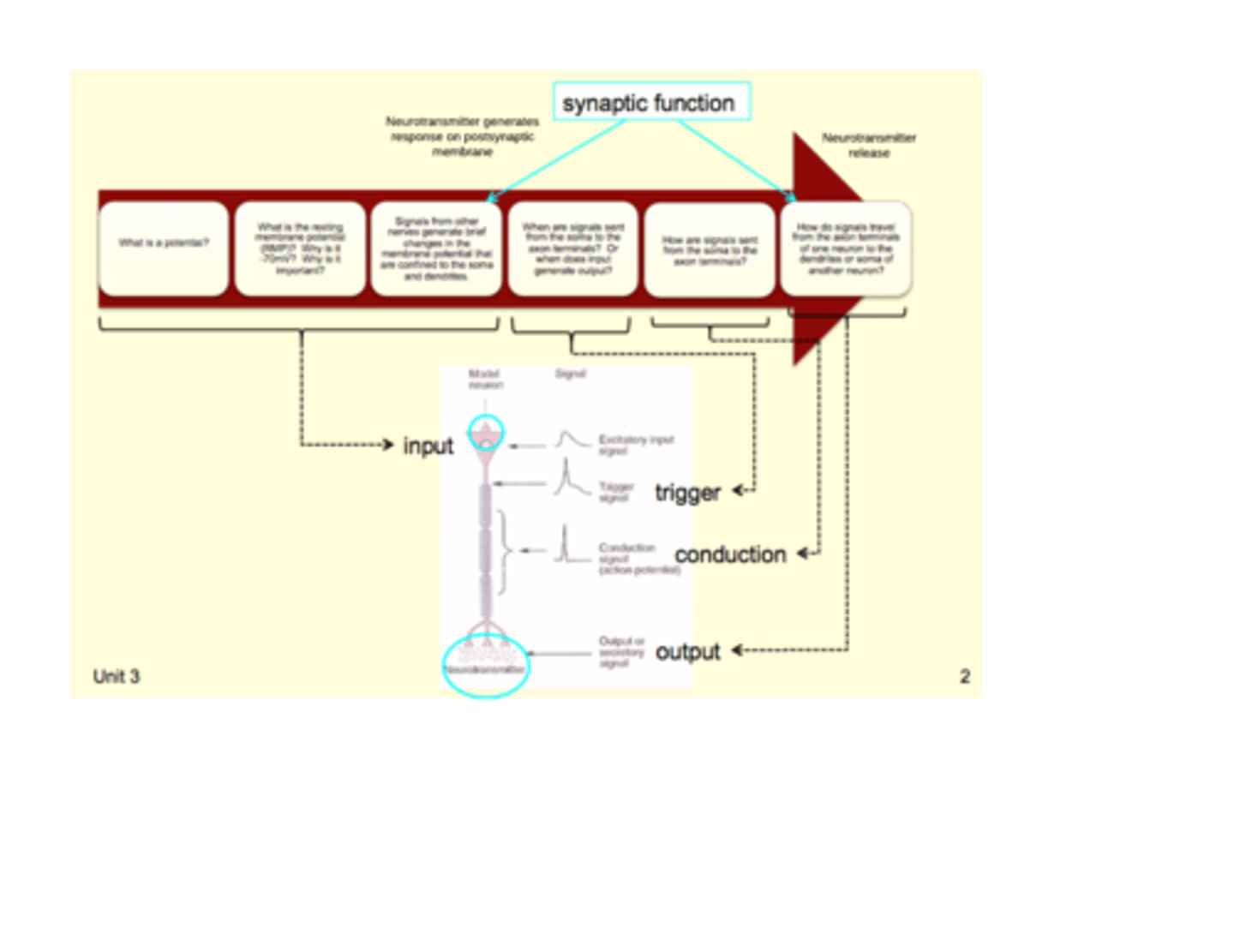 <p>[ image]</p><p>if sum = -55 = action potential</p>