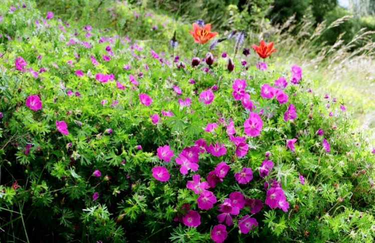 <p>Pink/purple/white</p><p>Sun</p><p>Groundcover</p>