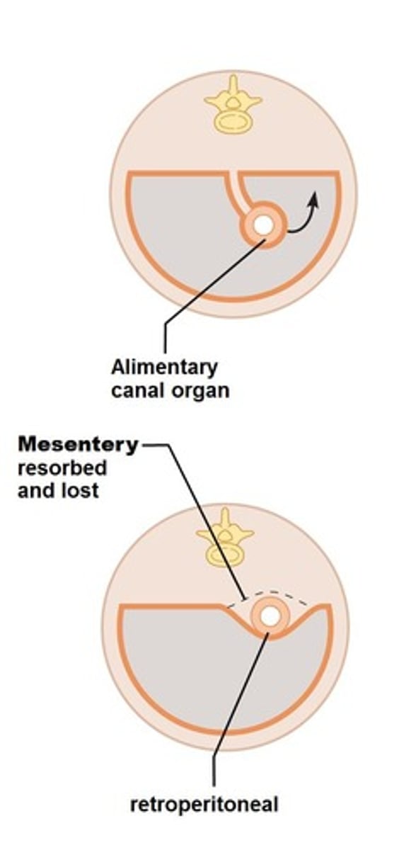 <p>Visceral peritoneum covers the external surface of most digestive organs, while parietal peritoneum lines the body wall.</p>
