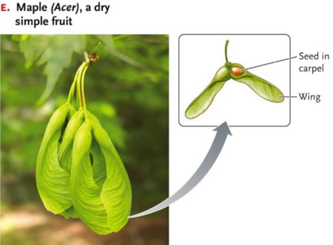 <p>Maple (has wings for wind dispersal)</p>