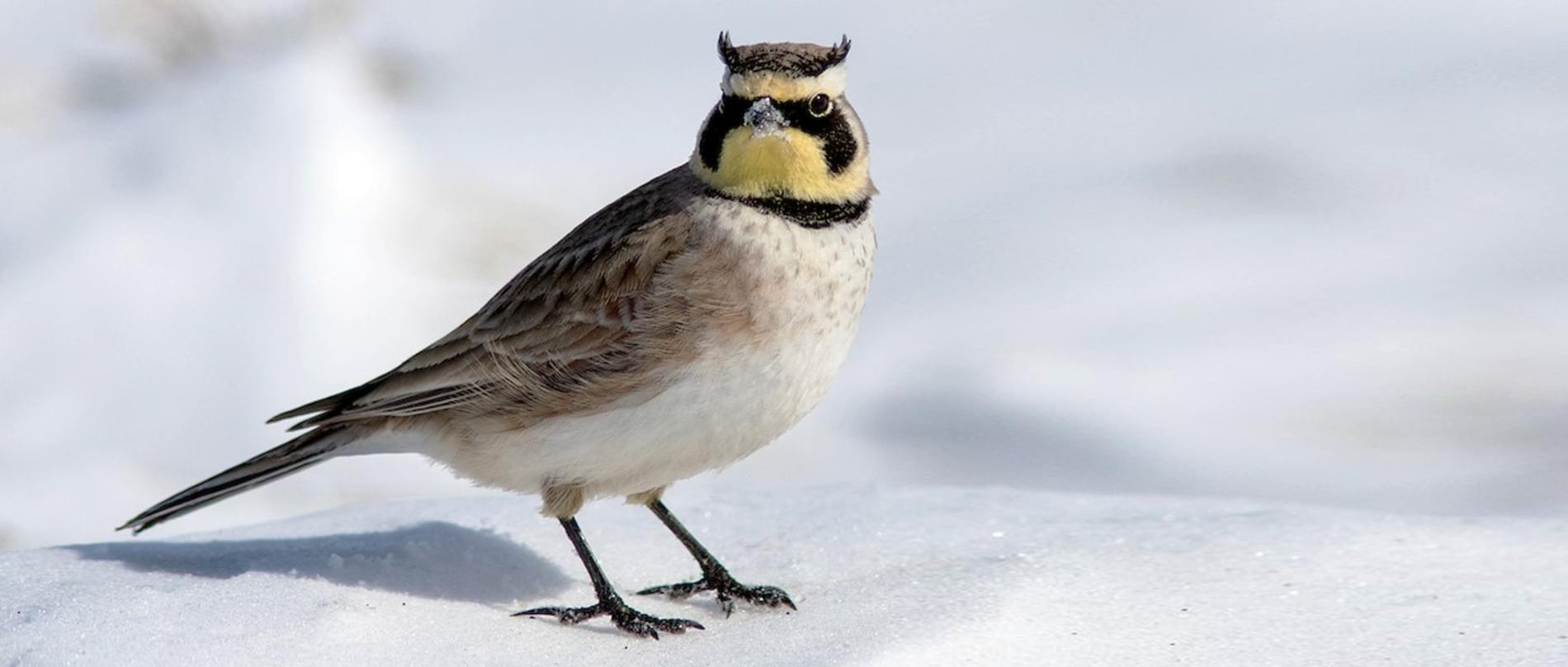<p>Brown ground bird with tiny black “horns,” black breast patch, yellowish face; walks rather than hops.</p>