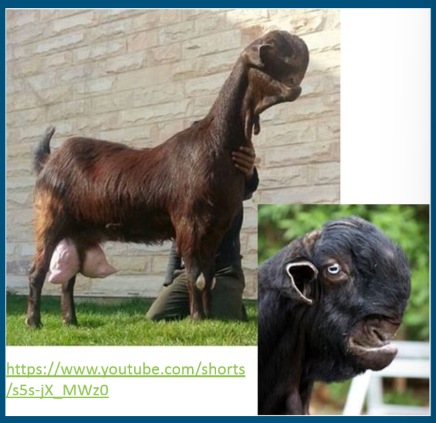 <ul><li><p>Worlds ugliest goat </p></li></ul>