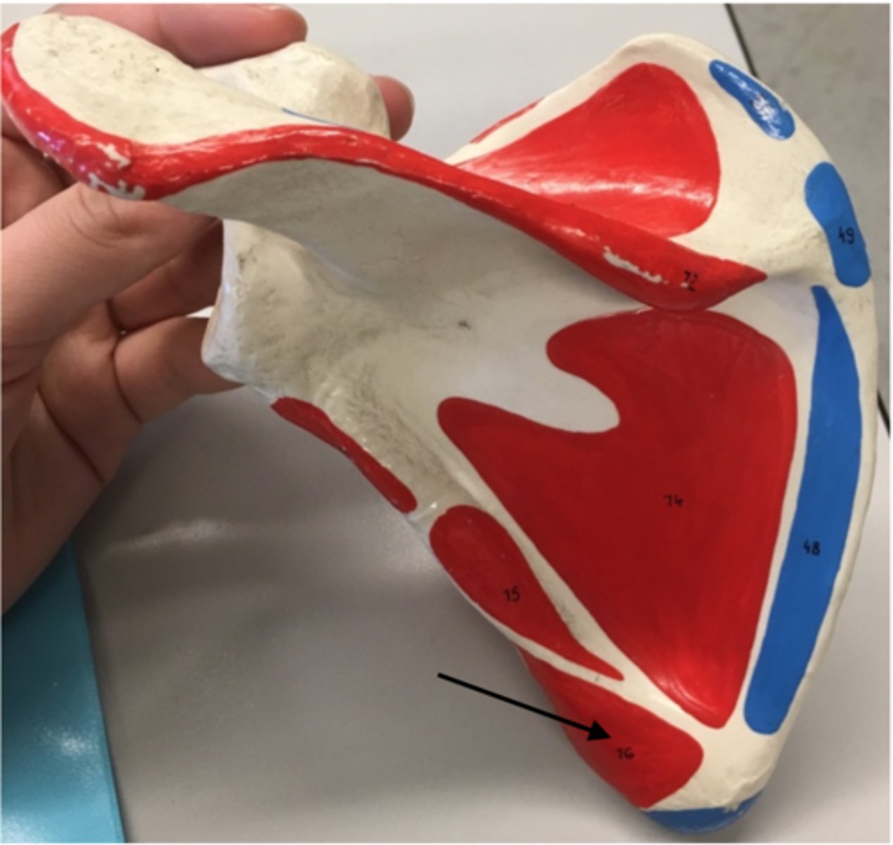 <p>76</p><p>O: Inferior angle of scapula</p>