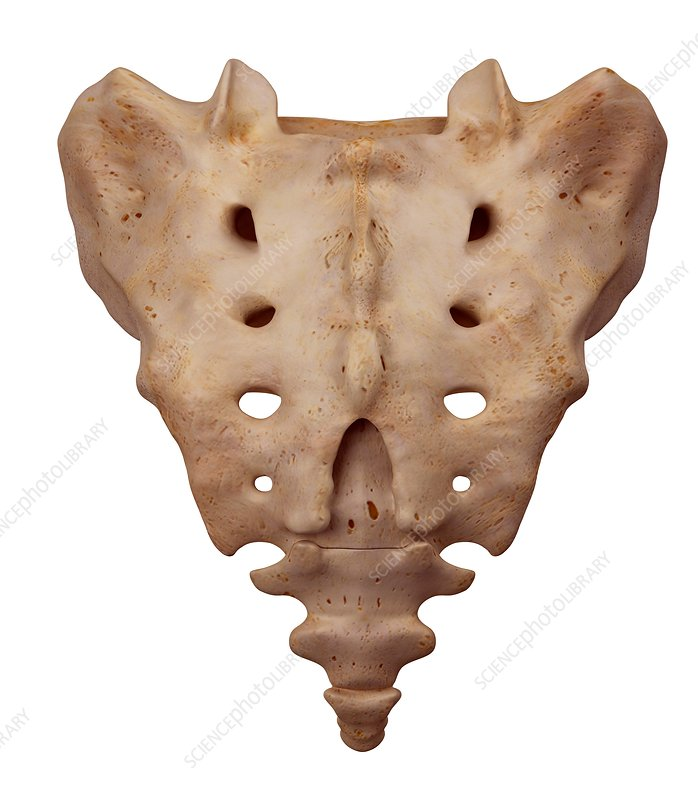 <p>Composite bone formed from the fusion of five vertebrae</p>