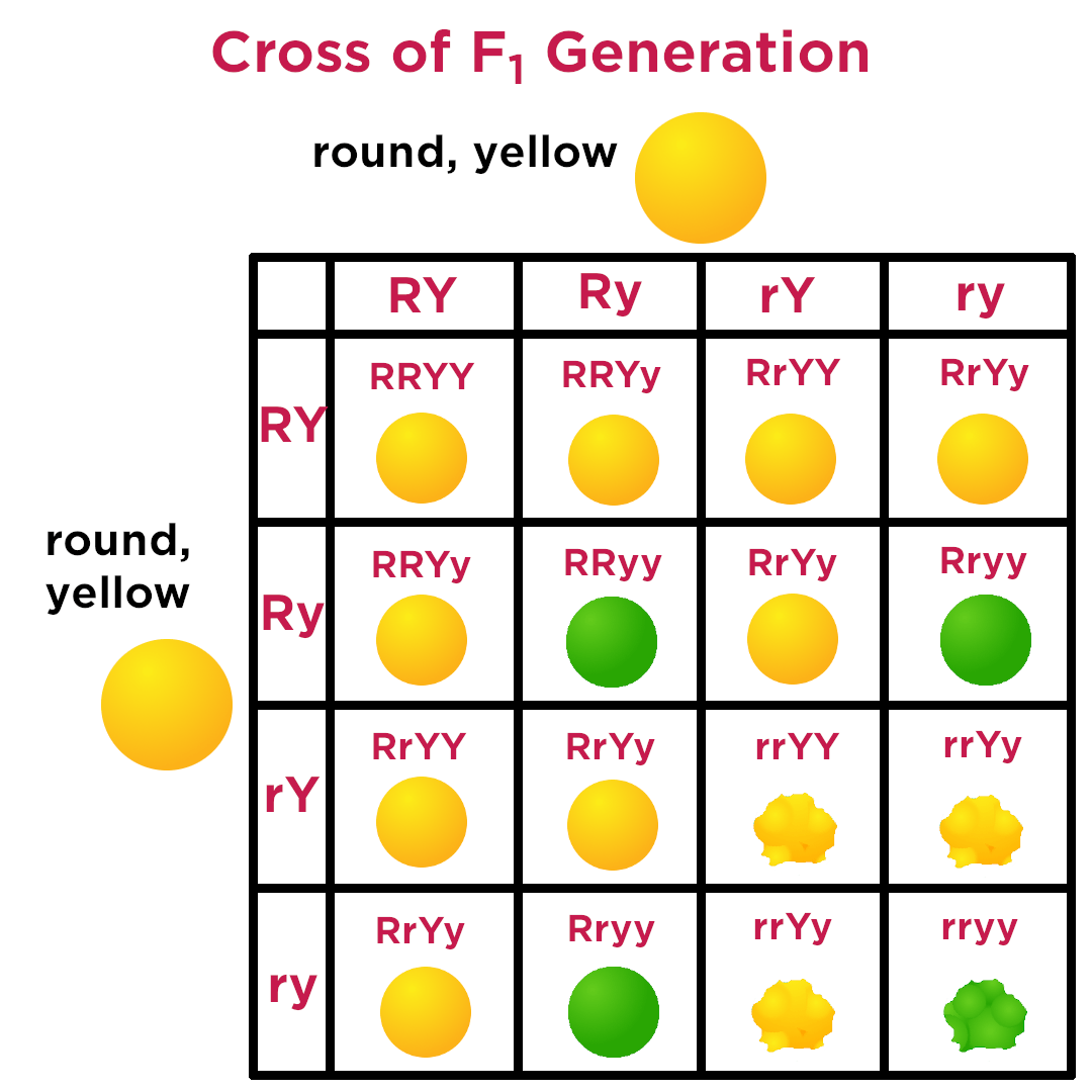 <p>Breeding experiment that involves two traits. It examines the inheritance patterns of two different traits simultaneously.</p>