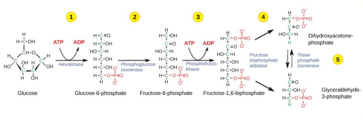 <p>The 1st half of glycolysis involves 5 enzymes and uses 2 ATP </p><p>• Glucose is phosphorylated 2x and then split into two 3- carbon molecules </p><p>• glyceraldehyde-3-phosphate (G3P)</p>