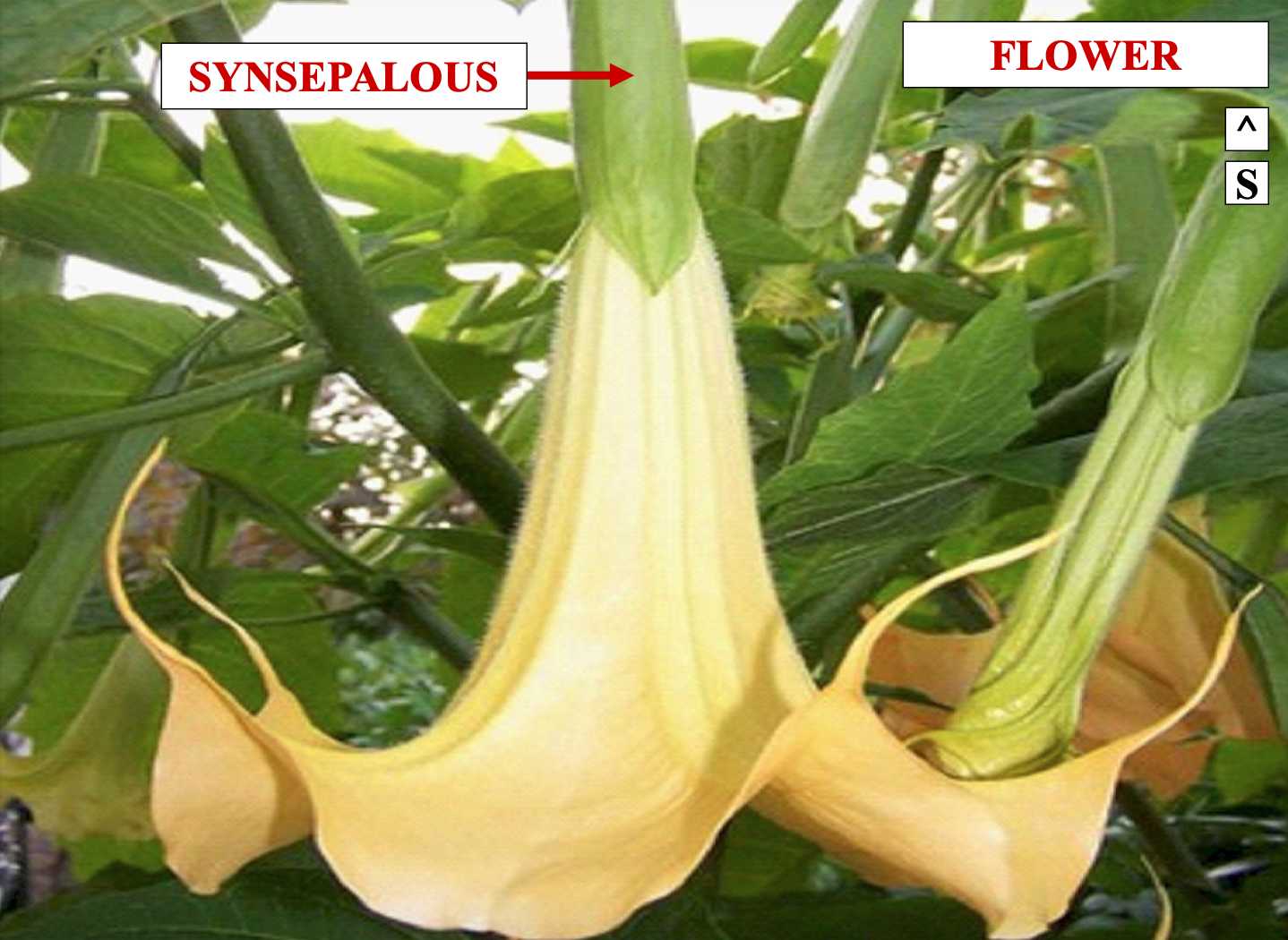 <p>synsepalous means fused</p>