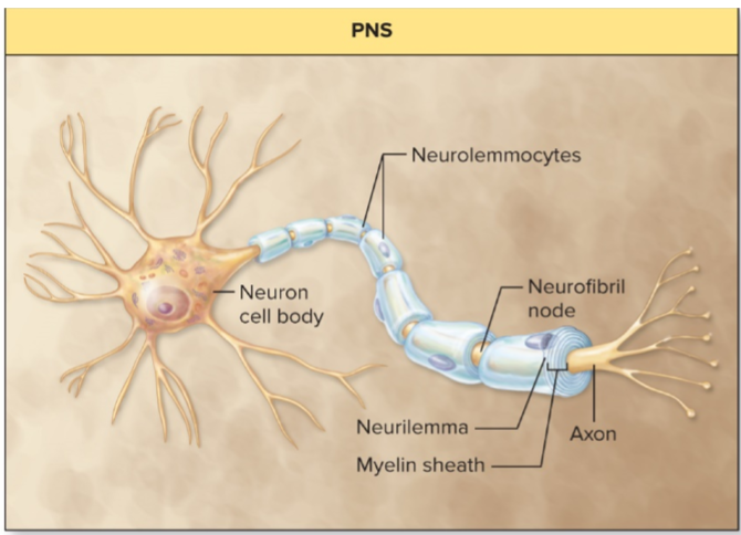 <p>-glial cells</p><p>-Schwann cells</p><p><u>-form myelin sheath of PNS</u></p>