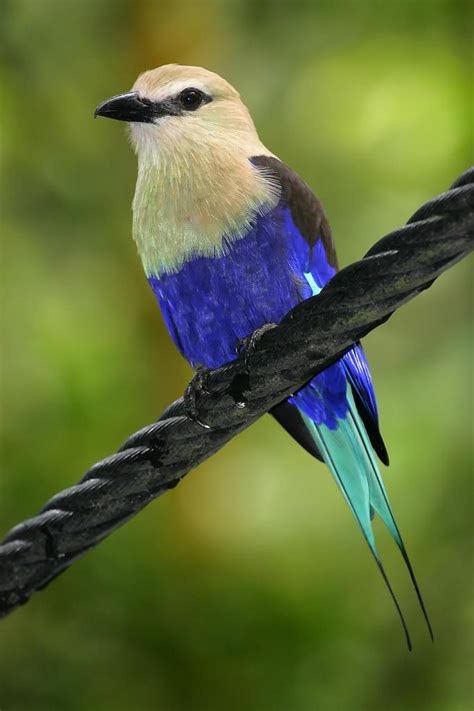 <p>Order Coraciiformes</p>