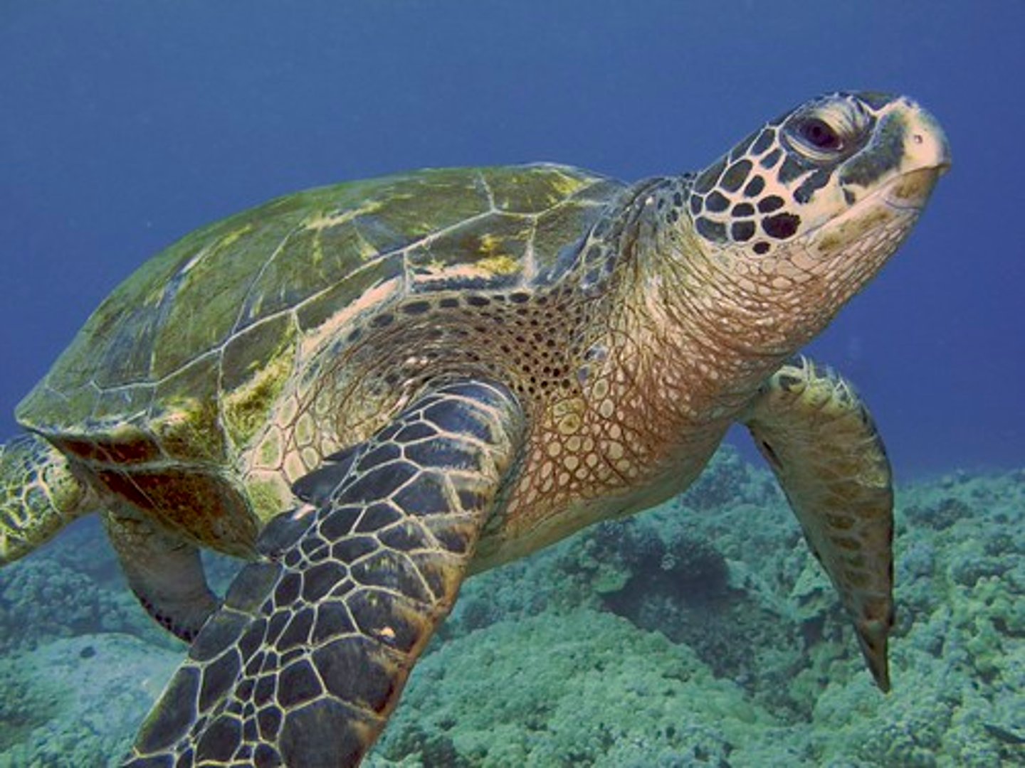<p>turtle</p>