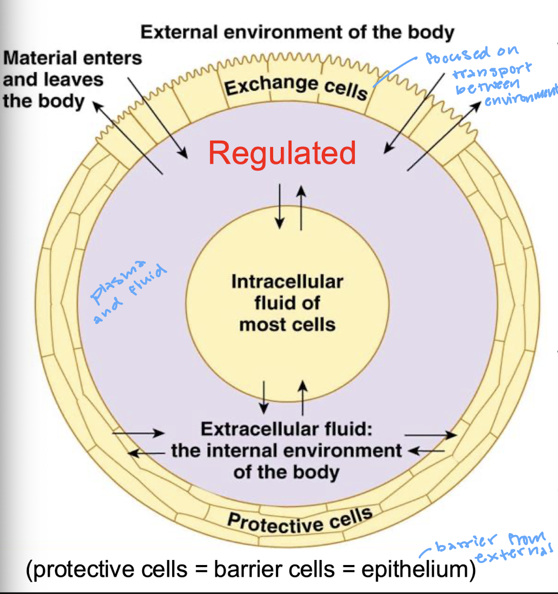 <p>any extracellular fluid (ECF) within our bodies that surrounds and is in direct contact with non-barrier cells</p>
