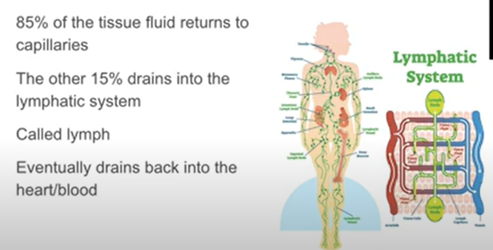<ol><li><p><strong>Lymphatic Capillaries</strong>:</p><ul><li><p>Approximately <strong>90%</strong> of tissue fluid drains back into capillaries.</p></li><li><p>The remaining <strong>10%</strong> enters <strong>lymphatic capillaries</strong> located in the interstitial space.</p></li><li><p>Lymphatic capillaries have thin, permeable walls made of a single layer of endothelial cells with small gaps.</p></li></ul></li><li><p><strong>Lymph Formation</strong>:</p><ul><li><p>Once inside the lymphatic system, the fluid becomes <strong>lymph</strong>.</p></li><li><p>Lymph is a <strong>colorless fluid</strong> containing excess tissue fluid, white blood cells, proteins, and other substances.</p></li><li><p>Its function includes transporting immune cells and removing foreign particles and toxins from the body.</p></li></ul></li><li><p><strong>Lymphatic Vessels and Nodes</strong>:</p><ul><li><p><strong>Lymphatic capillaries</strong> drain into <strong>lymphatic vessels</strong> (ducts).</p></li><li><p>Lymphatic vessels rely on <strong>surrounding skeletal muscle contractions</strong> to move lymph.</p></li><li><p>Valves ensure <strong>one-way flow</strong>, similar to veins.</p></li></ul></li><li><p><strong>Lymph Nodes</strong>:</p><ul><li><p>Lymph nodes act as a <strong>filter</strong>, trapping or destroying harmful substances.</p></li><li><p><strong>Dendritic cells</strong> sample lymph for pathogens, triggering immune responses.</p></li><li><p>Larger lymph vessels return lymph to the circulatory system, where waste products and bacteria can be removed by the liver or kidneys.</p></li></ul></li></ol>