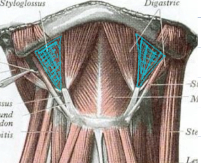 <p>Submandibular/Digastric Triangle - Boundaries</p>