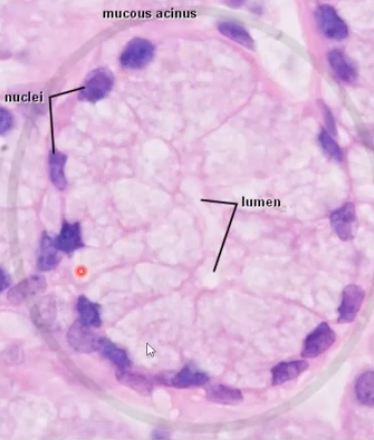 <p>what kind of cell is this? </p>