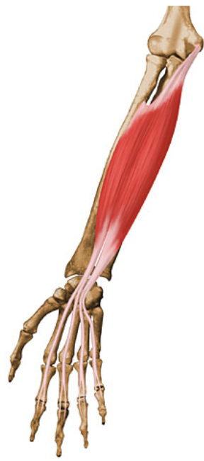 action:

FLEXION of fingers at metacarpophalangeal & proximal interphalangeal joints