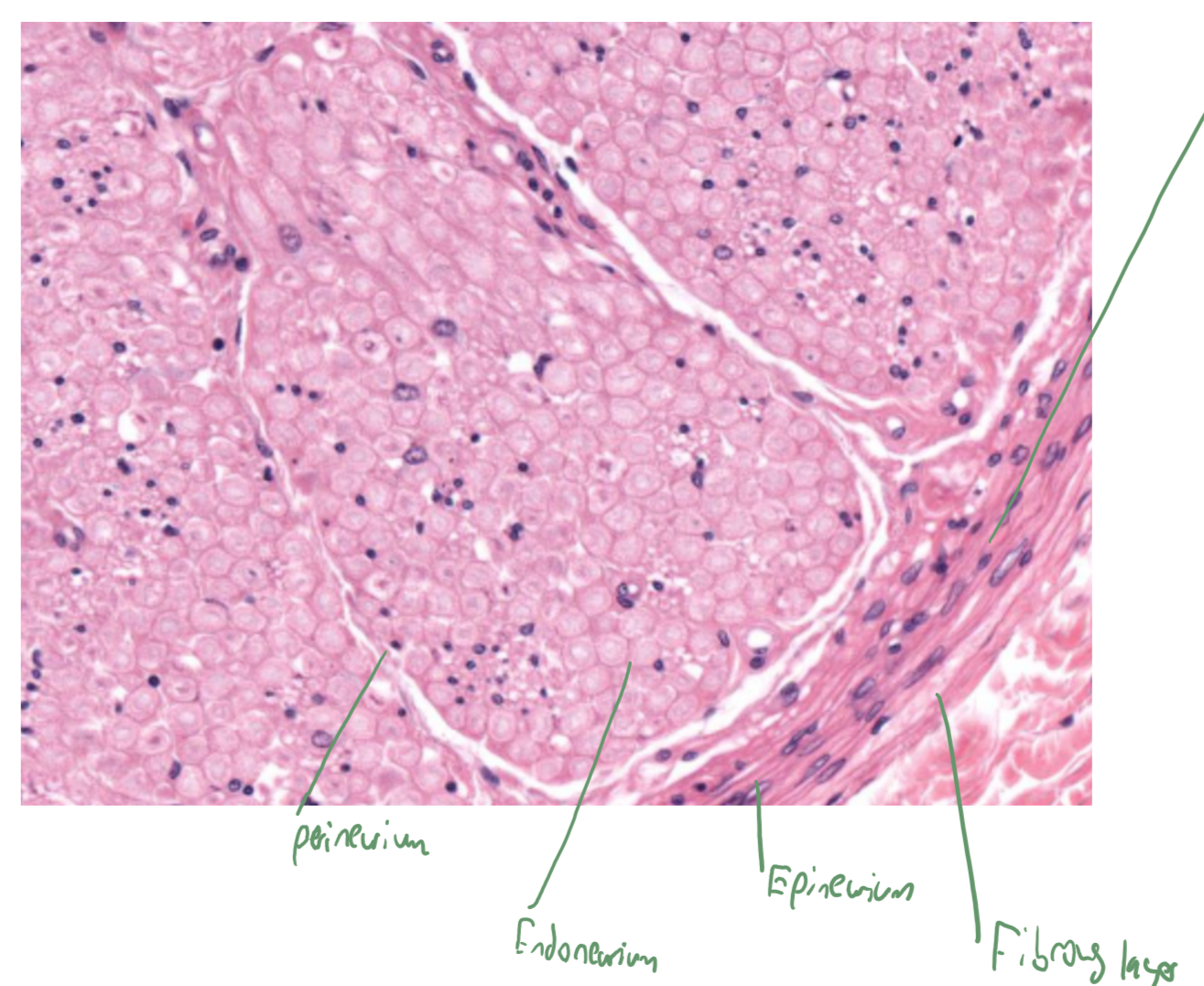 <p>nerve</p>